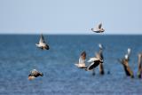 121a. Flock Bronzewing - rare, irregular April to October, wetlands. Breeds after wet season.

  (photo copyright Rob Gully)