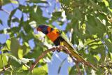 173. Red-collared Lorikeet Trichoglossus rubritorquis - common and widespread, woodland, parks, suburbs, roosts in city areas in Darwin and Palmerston  (photo copyright Rob Gully)