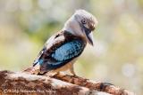 Female Blue-winged Kookaburra  (photo copyright Marie Holding)