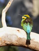 Rainbow Bee-eater  (photo copyright Marie Holding)