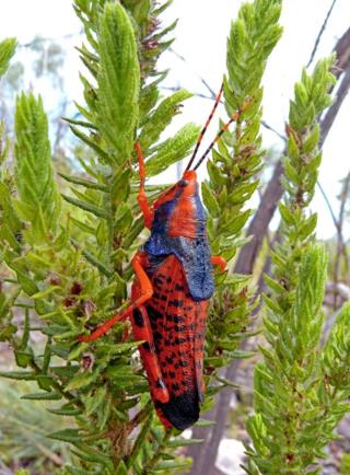 Leichhardt's Grasshopper  (photo copyright Ian Morris)