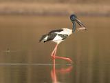 Black-necked Stork - Bird Billabong  (photo copyright Laurie Ross)