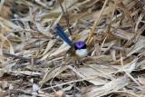 182. Purple-crowned Fairy-wren Malurus coronatus - uncommon and localised resident in the Southwest region, dense grasses along Victoria River  (photo copyright Rob Gully)