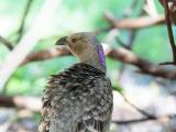 181. Great Bowerbird Ptilonorhynchus nuchalis - common and widespread resident, woodland escarpment, mangrove and monsoon forest edges, wetlands, parks and suburbs  (photo copyright Rob Gully)