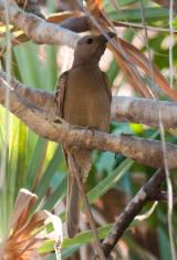 Great Bowerbird  (photo copyright Frank Taylor)