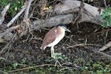 35. Nankeen Night-Heron Nycticorax caledonicus - moderately common and widespread, wetlands, paperbark forests  (photo copyright Rob Gully)