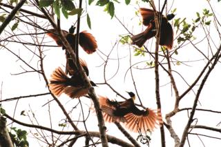 Red Birds of Paradise displaying  (photo copyright David Bishop)