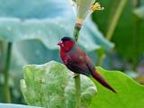 Crimson Finch at Fogg Dam  (photo copyright Ian Morris)