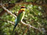 Chestnut-headed Bee-eater  (photo copyright Mike Jarvis)