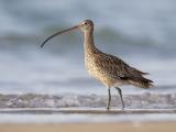 Eastern Curlew  (photo copyright Laurie Ross)