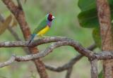 Gouldian Finch on the Marrakai Track  (photo copyright Mike Jarvis)