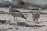 Beach Stone-curlew - East Point  (photo copyright Laurie Ross)