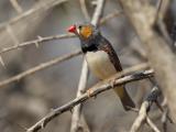 Zebra Finch - Top Springs  (photo copyright Laurie Ross)