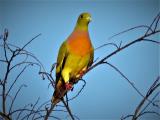 Orange-breasted Green Pigeon  (photo copyright Mike Jarvis)