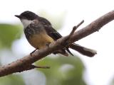 Northern Fantail  (photo copyright Dave Chilcot)