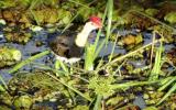 Male Comb-crested Jacana with nest and eggs  (photo copyright Mike Jarvis)