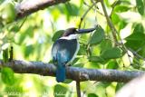 Torresian (Collared) Kingfisher at East Point  (photo copyright Marie Holding)