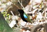 179. Rainbow Pitta Pitta iris - moderately common resident, more common near the coast, monsoon forest, easiest to find eptember to March, when it is more vocal and active  (photo copyright Rob Gully)