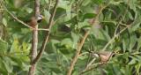 Long-tailed Finch (Poephila acuticauda) - moderately common and widespread resident, woodlands, edge of wetlands and floodplains, parks and gardens. Taken at Holmes Jungle  (photo copyright Mike Jarvis)