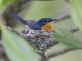 Broad-billed Flycatcher - East Point Mangrove Boardwalk  (photo copyright Laurie Ross)