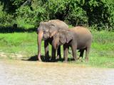 Asian Elephants at Uda Walawe National Park  (photo copyright Mike Jarvis)