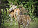 Spotted Deer  (photo copyright Mike Jarvis)