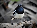 Oriental Magpie Robin  (photo copyright Mike Jarvis)