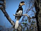  Malabar Pied Hornbill  (photo copyright Mike Jarvis)