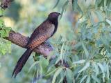 Pheasant Coucal in wet season breeding plumage   (photo copyright Laurie Ross)