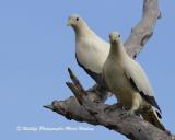 Pied Imperial Pigeons, common in the coastal Top End during the wet season  (photo copyright Marie Holding)