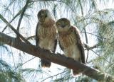 Juvenile Barking Owls on Nightcliff Foreshore, Darwin  (photo copyright Helen Robinson)