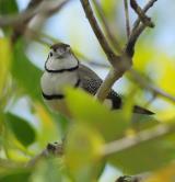 Double-barred Finch  (photo copyright Oz Horine)