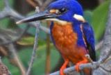Azure Kingfisher  (photo copyright Peter McKenzie)