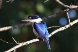 156. Forest Kingfisher Todiramphus macleayii - common and widespread in Coastal Top End  (photo copyright Rob Gully)