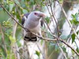 Channel-billed Cuckoo  (photo copyright Laurie Ross)