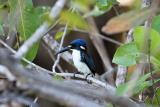 154. Little Kingfisher Ceyx pusilla - uncommon resident, streams and pools in monsoon forest and mangroves, densely vegetated wetlands, rivers and creeks - on the Yellow Water cruise, Kakadu  (photo copyright Rob Gully)