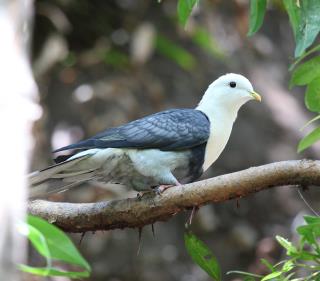 Banded Fruit Dove - endemic to the Arnhem Land Escarpment  (photo copyright Marc Gardner)