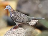 Bar-shouldered Dove, the most common bird in Darwin   (photo copyright Dave Chilcot)