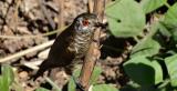 Little Bronze-Cuckoo Chalcites minutillus - moderately common and widespread resident, more common near the coast, mangroves, monsoon forest, wetland edges, parks - Male (has red eye-ring) at Sandy Creek, Darwin  (photo copyright Mike Jarvis)