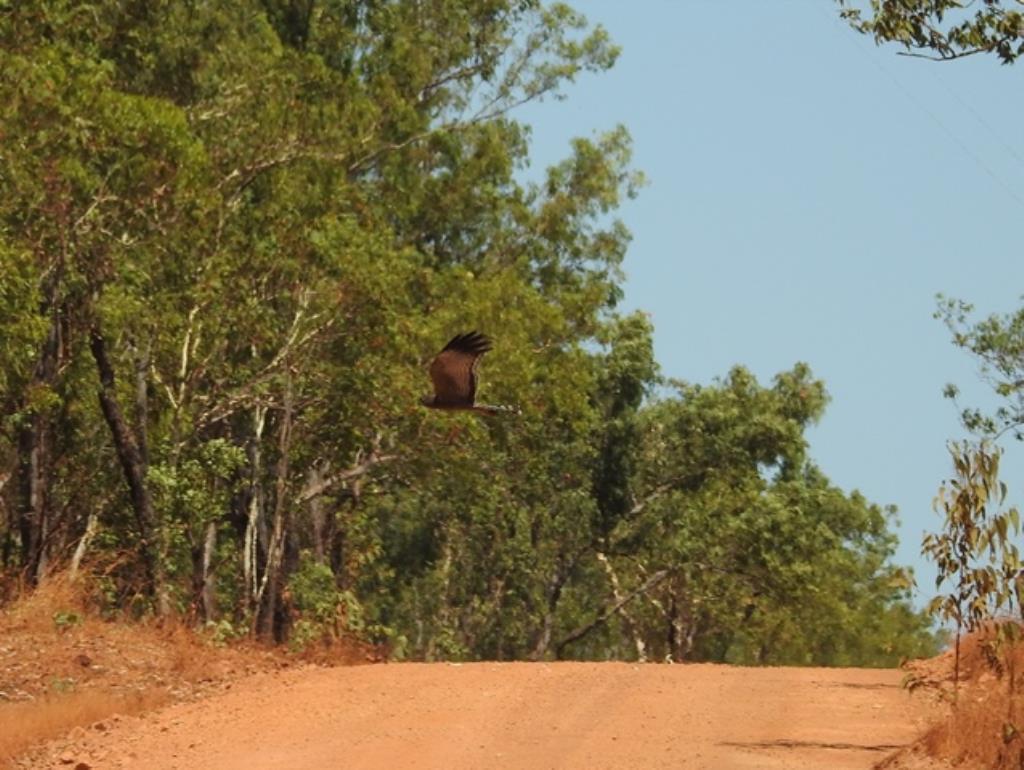 Spotted Harrier crossing the Marrakai Track  (photo copyright Mike Jarvis)