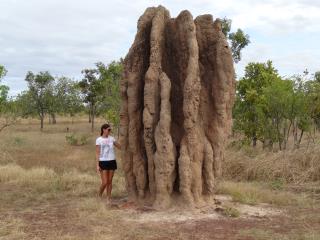Cathedral Termite Mound near Corroboree Park  (photo copyright Mike Jarvis)