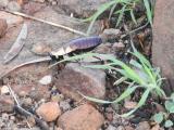 Bush Cockroach Kakadu  (photo copyright Mike Jarvis)