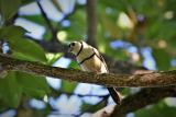 280. Double-barred Finch Taeniopygia bichenovii - common and widespread resident, woodlands, forests, mangroves, wetlands, parks and gardens  (photo copyright Rob Gully)
