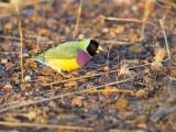 Gouldian (male) - Marrakai Track  (photo copyright Laurie Ross)
