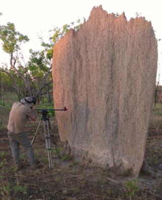 Documentary filming of Magnetic Termite Mounds at Litchfield National Park  (photo copyright Mike Jarvis)