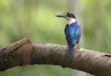 Forest Kingfisher at Holmes Jungle  (photo copyright Mike Jarvis)