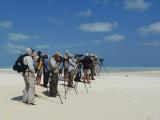 Wader count line up, Adele Island  (photo copyright Mike Jarvis)
