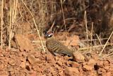 123. Spinifex Pigeon Geophaps plumifera - uncommon, open woodland, inland, rocky spinifex country. Breeds dry season from June.   (photo copyright Rob Gully)