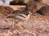 Beach Stone-curlew at East Point Rocks, Darwin  (photo copyright Oz Horine)
