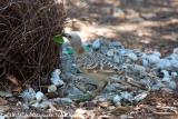 Great Bowerbird fussing at his bower  (photo copyright Marie Holding)